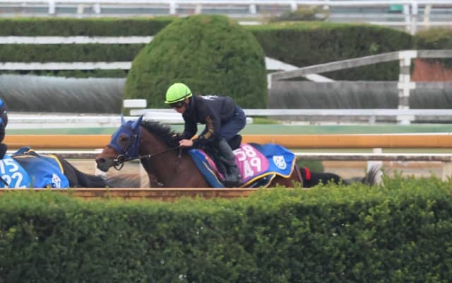 1週前追い切りが秀逸 テイエムスティールが日曜阪神で初陣/関西馬メイクデビュー情報