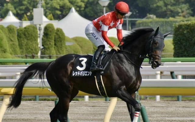 【中日新聞杯展望】前走着順とクラスに妙味あり、データ合致のレッドバリエンテが波乱を演出