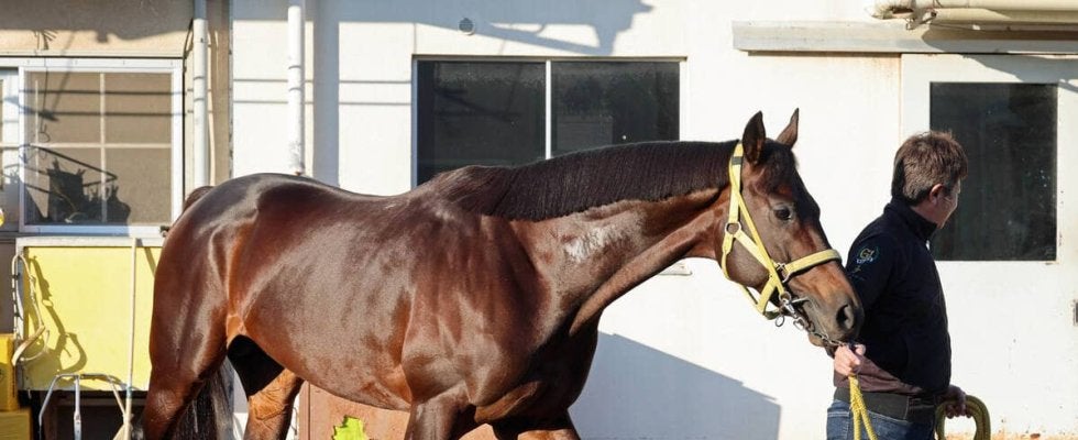【注目馬動向】チャンピオンズＣで鼻差２着惜敗のウィルソンテソーロはフェブラリーＳが本線　サウジカップも登録の予定