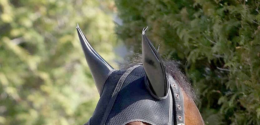 【香港Ｃ】ロードデルレイが右前肢ハ行により回避　主催者発表