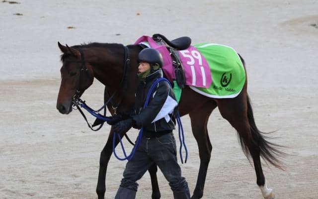 トウカイツバキなど、先週のゲート試験/栗東トレセンニュース