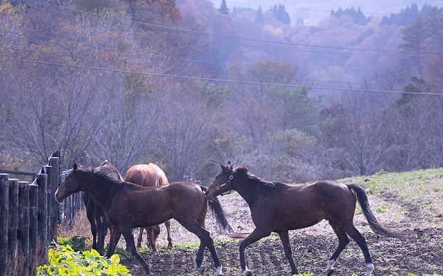 ジャガーメイルら重賞馬たちが穏やかに暮らす場所 「蒜山ホースパーク」を訪れてみた