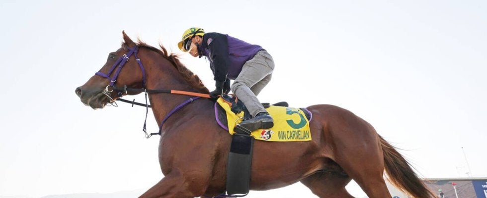 【香港スプリント】充実のシーズンを送る８歳馬ウインカーネリアン　主戦の三浦皇成騎手が現地で調整