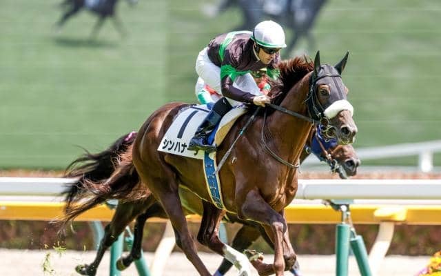 【中日新聞杯予想オッズ】シンハナーダが予想1番人気