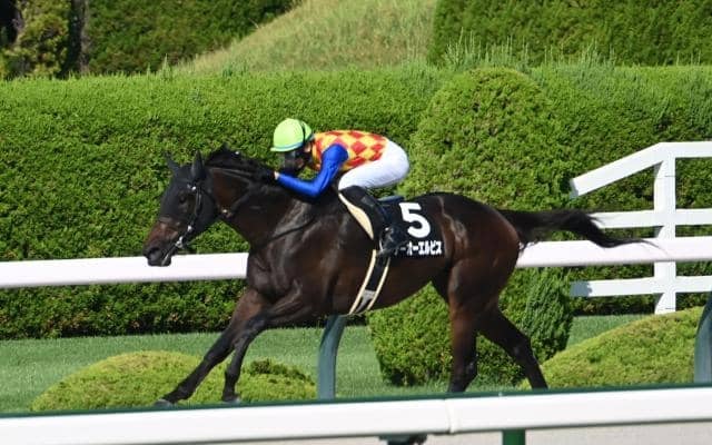 【カペラS予想オッズ】テーオーエルビスが予想1番人気