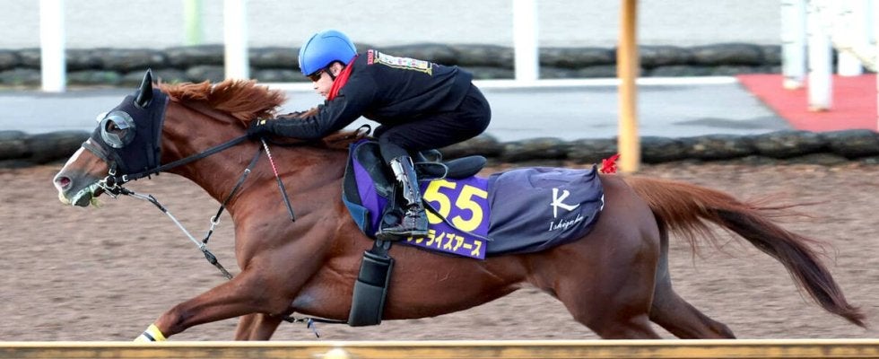 【注目馬動向・古馬】ジャパンＣ１５着のサンライズアースは池添謙一騎手とのコンビ継続で有馬記念が目標