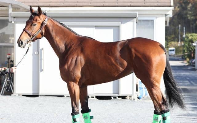 出走かなえば「2歳女王のタイトルをつかみ取るはず」 馬体派記者が阪神JFで期待かける良血馬とは