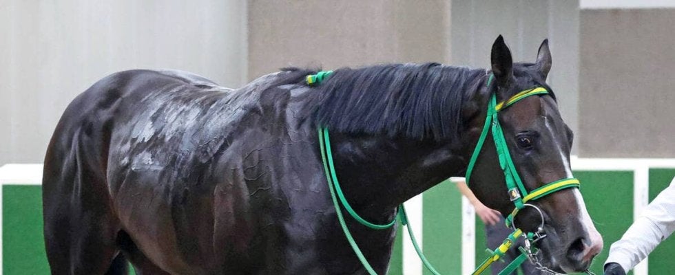 【注目馬動向】ホープフルＳを目指す血統馬オルフセンは岩田望来騎手と新コンビへ