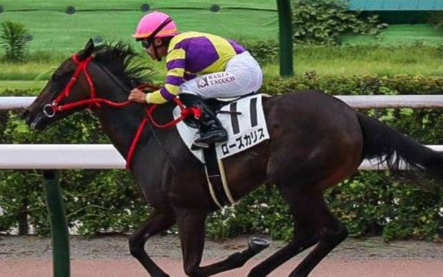 【阪神JF】デビュー3年目の田口貫太騎手 自厩舎のローズカリスでGI初制覇狙う