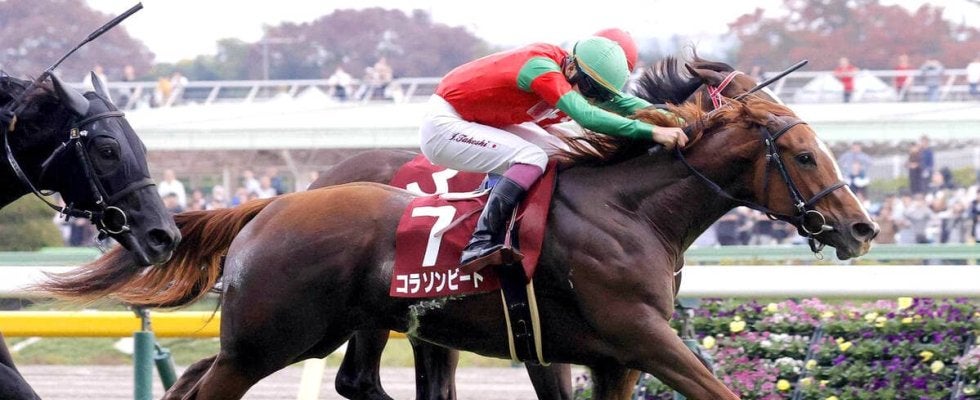 ２３年の京王杯２歳Ｓの覇者コラソンビートが現役引退　今後は繁殖牝馬に　ラピスラズリＳ１６着がラストラン