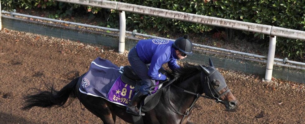 【有馬記念２週前】「もっと良くなっている感じ」高柳大調教師がミュージアムマイルに手応え　天皇賞・秋は２着