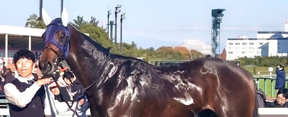 【注目馬動向・２歳】こうやまき賞１着のクールデイトナはシンザン記念で重賞挑戦