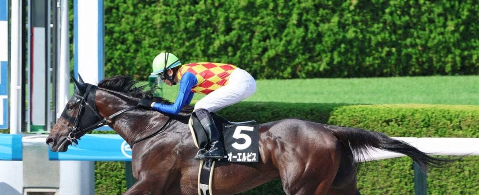 【カペラＳ】来春の中東遠征へ「勝負駆け」のテーオーエルビス　高柳大調教師「単走でもしっかり動けていた」