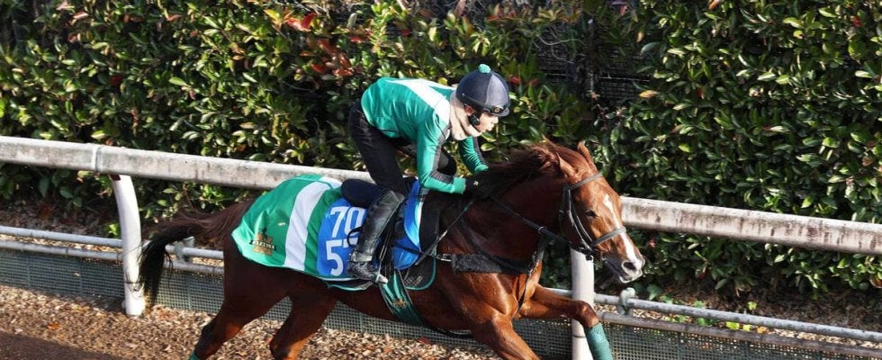 【中日新聞杯】堅実派シェイクユアハートは坂路でパワフル　宮調教師「競馬ぶりが安定している」