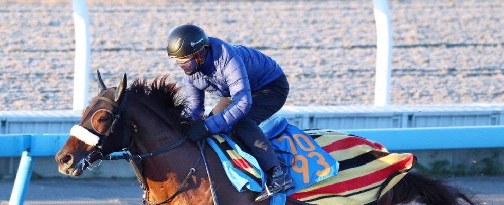 【中日新聞杯】仕上がりも切れ味も上々なシンハナーダ　国枝調教師「相変わらず具合はいい」