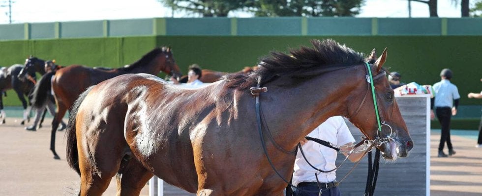 【中日新聞杯】重賞初制覇かかるピースワンデュック　柴田善臣騎手「前回より気持ちも体も良さそう」