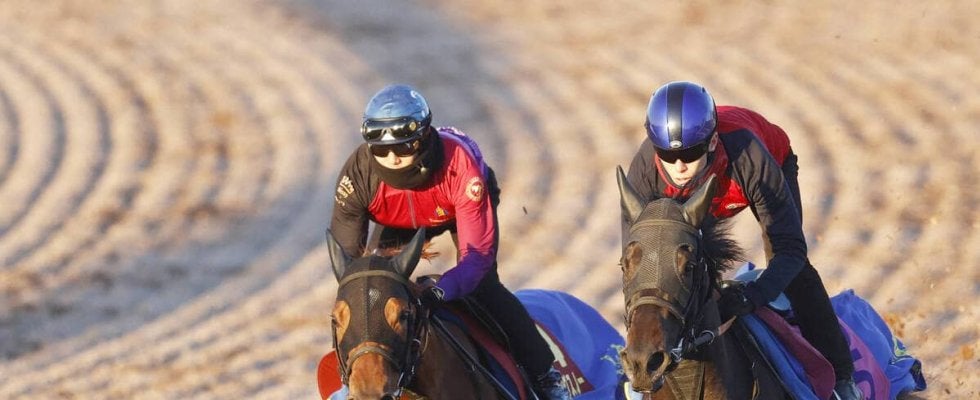 【阪神ＪＦ・考察】「動と静」で対照的な調整過程を踏むラスティングスノーとミツカネベネラ　功を奏すれば一発も