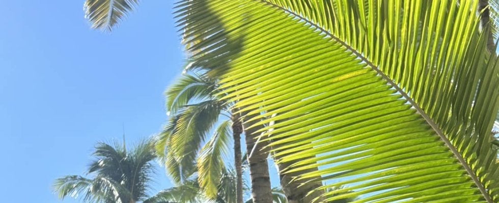 【ソフトバンク】小久保監督、城島CBOらがＶ旅行先のハワイでスポンサーゴルフに参加