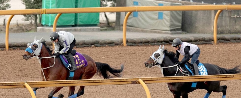 【有馬記念２週前】「ムキになって走る感じ解消」メイショウタバルが春秋グランプリ制覇へ石橋調教師評価