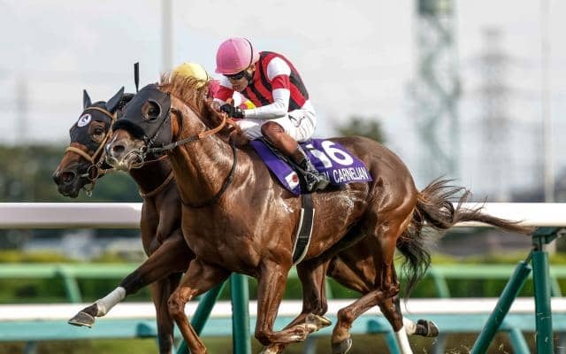 【香港スプリント枠順確定】ウインカーネリアン＆三浦皇成騎手は11番ゲート、サトノレーヴ＆ムーア騎手は4番ゲート