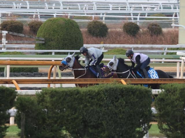 メイショウタバル、2週前追い切り速報