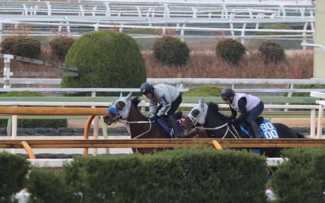 メイショウタバル、有馬記念2週前追い切り速報/栗東トレセンニュース