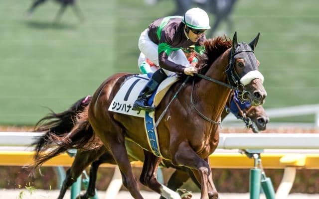 【中日新聞杯出走馬・騎手確定】シンハナーダ＆鮫島克駿騎手、ファミリータイム＆松山弘平騎手など18頭
