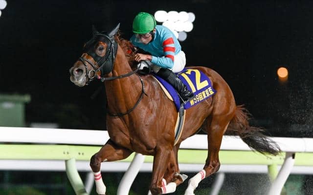 【カペラS出走馬・騎手確定】ヤマニンチェルキ＆岩田望来騎手、テーオーエルビス＆鮫島克駿騎手など16頭