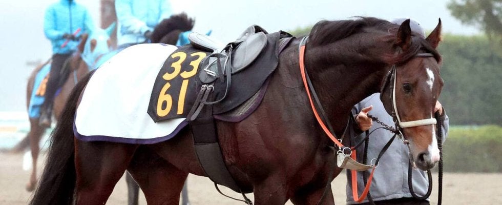 【ＰＯＧ】セレクトセール２・１億円で落札の良血馬セツナサ　ネーミングも素材の良さも要注目