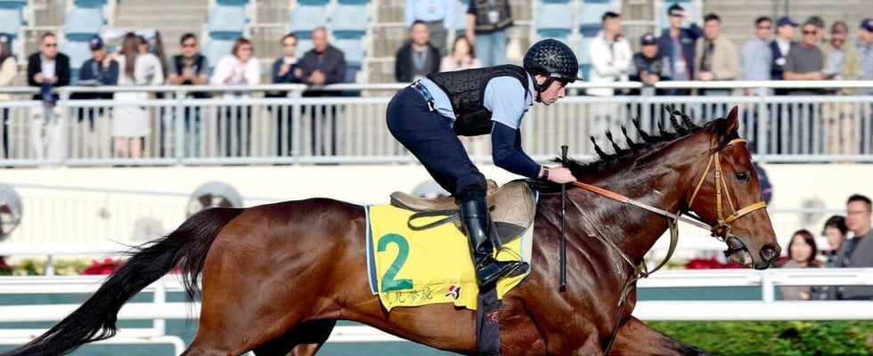 【香港スプリント】サトノレーヴは新コンビのムーア騎手が騎乗　「全てにおいてスムーズでいい感じ」