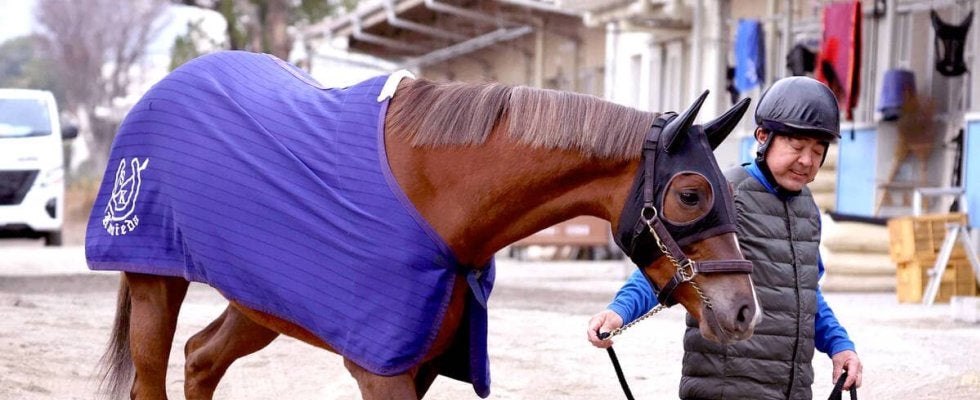 【阪神ＪＦ・考察】関東馬のカギとなる長距離輸送　ヒズマスターピースに国枝調教師は「どっしりとして」と太鼓判