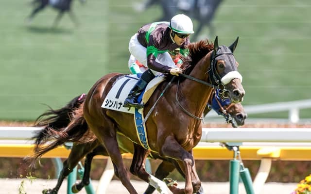 【中日新聞杯枠順確定】シンハナーダは7枠14番、ファミリータイムは2枠4番