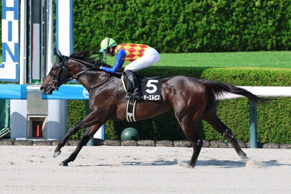 【カペラS】4連勝での重賞初制覇を狙うテーオーエルビス2枠4番　昨年覇者ガビーズシスター5枠9番　枠順決定