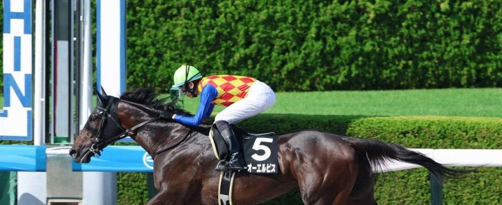 【カペラＳ】４連勝での重賞初制覇を狙うテーオーエルビス２枠４番　昨年覇者ガビーズシスター５枠９番　枠順決定