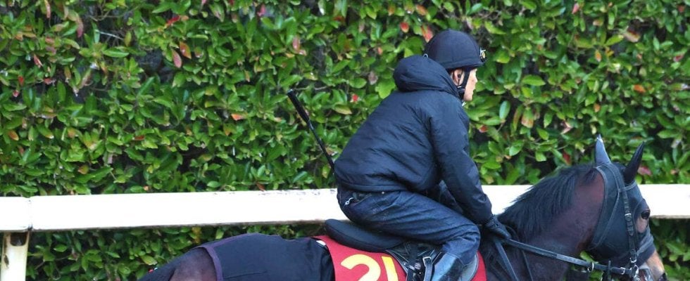 【阪神ＪＦ】２戦無敗のマーゴットラヴミーは“ラッキー７”に決定　小林調教師「豊さんにお任せです」