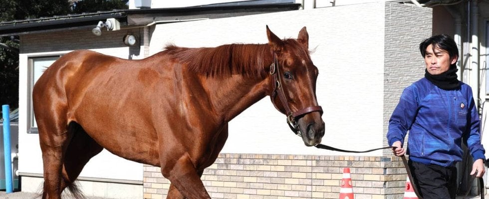 【阪神ＪＦ】２連勝中のアルバンヌは３枠６番に決定　陣営「ちょうどいいところ」