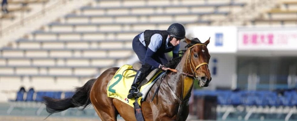 【香港国際競走】ベラジオオペラ、サトノレーヴらJRA勢が現地で最終調整…各馬の枠順にも前向きな声