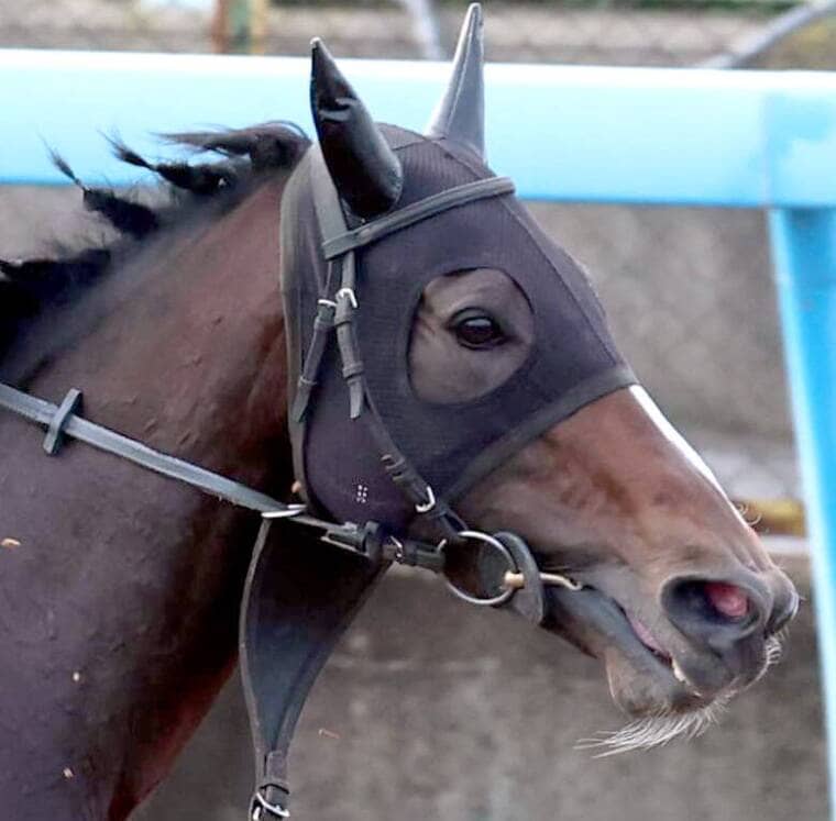 有馬回避のスティンガーグラス 転厩