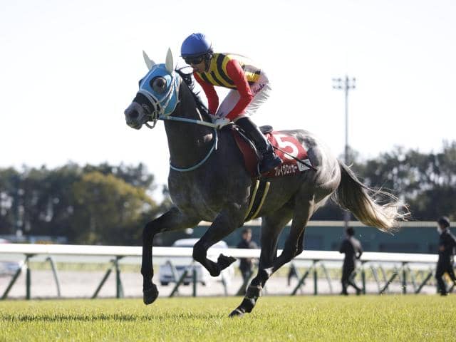 【今日の注目ポイント】京都で芝3000mの名物レース万葉S