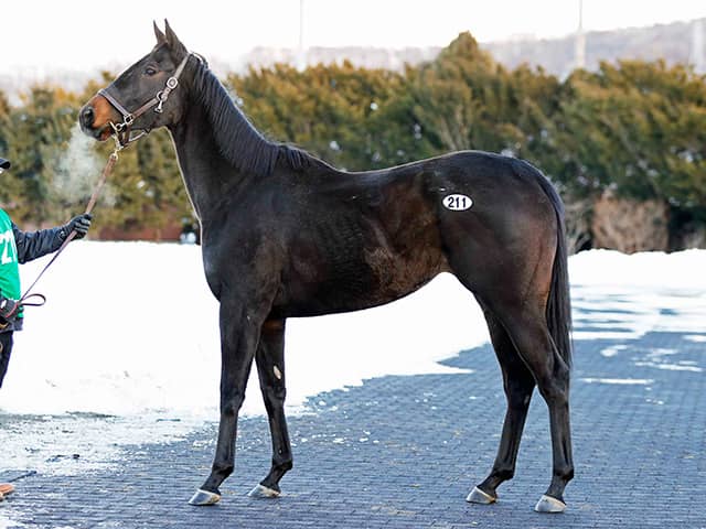 北海道市場で「2026冬季繁殖馬セール」が開催 売上総額は9710万円