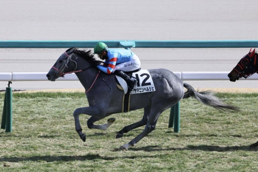 新馬/中山5R】3連単925万円超！16番人気ヤマニンヘルシェが大波乱を