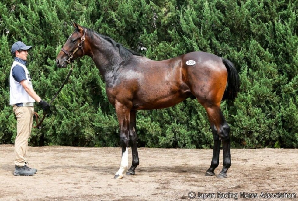 セレクトセール2026】米G2馬のキズナ産駒に1億6000万円…藤田晋氏が落札