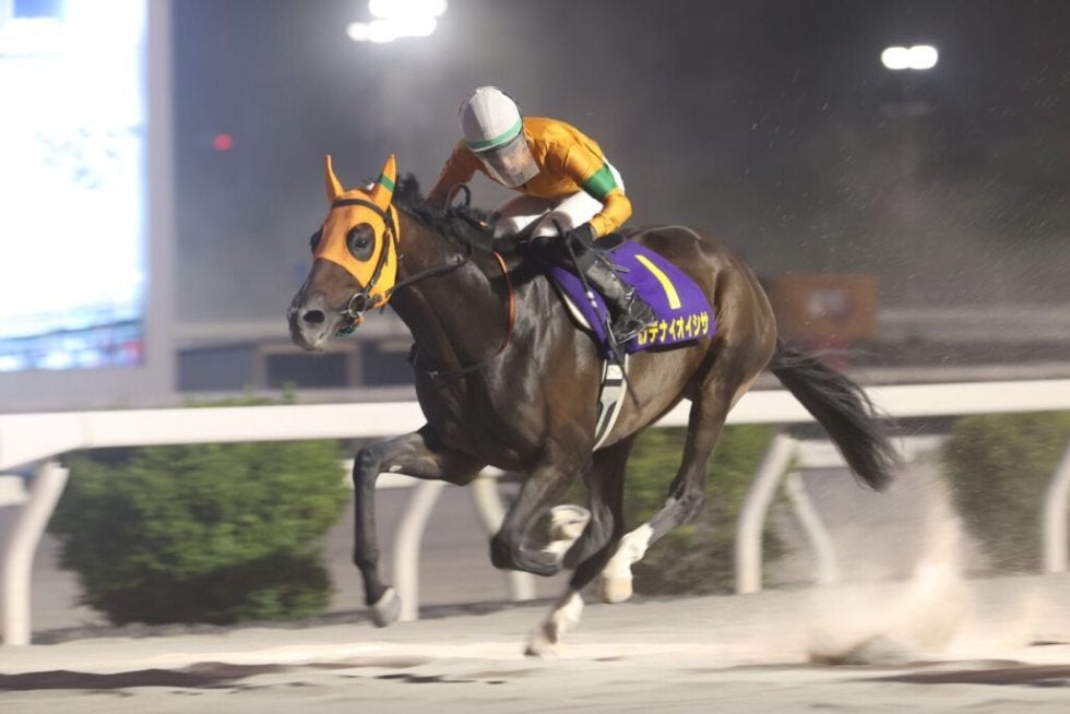 高知史上6頭目の三冠馬誕生！カツテナイオイシサが6連勝で黒潮菊花賞