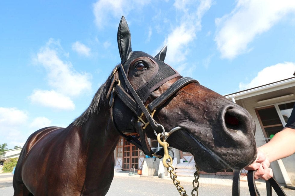 日曜中山競馬場の注目激走馬…中山11Rスプリンターズステークス