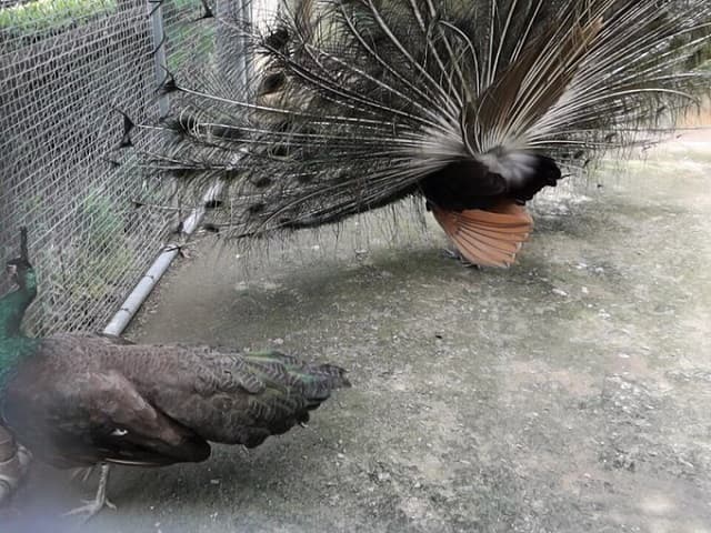 「うしろ！うしろ～～！」せっかくのアピールも空回りなクジャクの姿が面白いと話題に