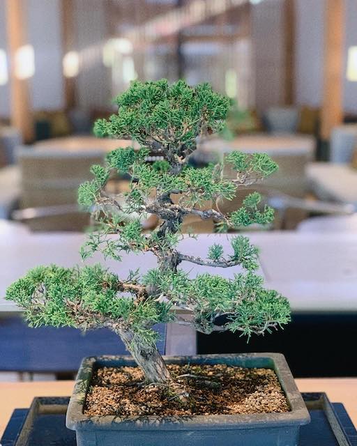 吉岡里帆、年末年始を振り返る「人生そのものの価値観が変わる年になりそうです」