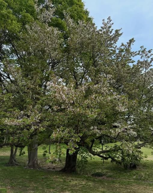 「生意気ですが」タイムマシーン3号・山本浩司が季節を感じさせる葉桜を投稿！