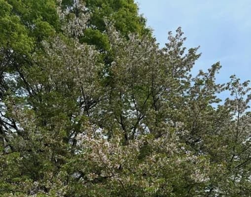 「生意気ですが」タイムマシーン3号・山本浩司が季節を感じさせる葉桜を投稿！