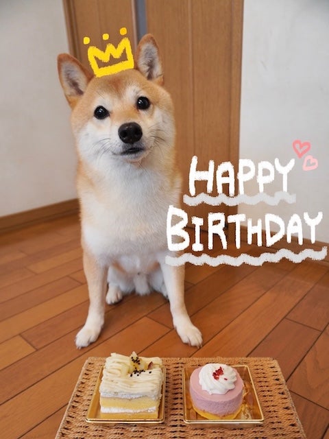 田﨑さくらアナ、愛犬の「きゅーと！！」な写真を公開