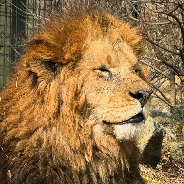 鈴木みのる、『LION KING』に思う…『プロレスの王はひとりでイイ』